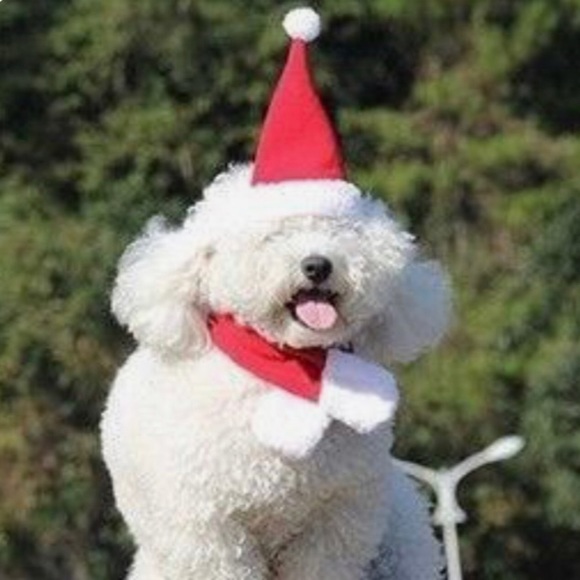 Pet Santa hat and scarf - Picture 2 of 8